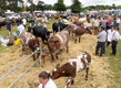 Malton Show 2024